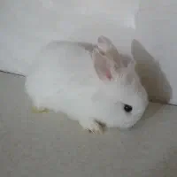 خرگوش
