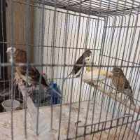 جوجه قناری رسمی سه و چهار ماهه