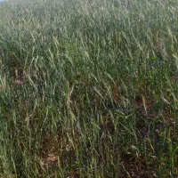 بیده ینجع