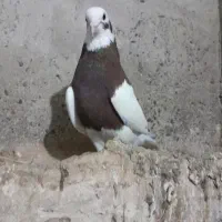 طوقی|پرنده|ملکان, |دیوار