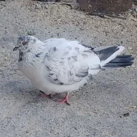 تعدادی کبوتر سالم