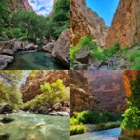 انواع تور به زشک اخلمد ارتکند درونگر شمخال...