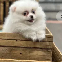 سگ پامر ماده