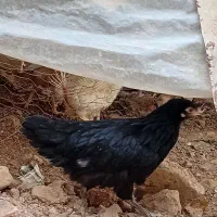جوجه|حیوانات مزرعه|بجنورد, |دیوار
