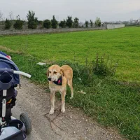 واگذاری فوری سگ ماده عقیم شده مناسب باغ