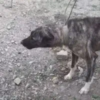 توله ۱۱ماهه افغان