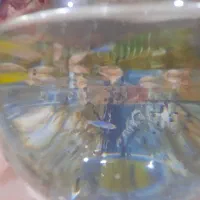 ماهی آکواریومی بچه زا