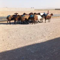 میش افشاری بره ماده بره نر قوچ بزسانن