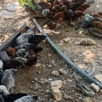 جوجه مرغ محلی