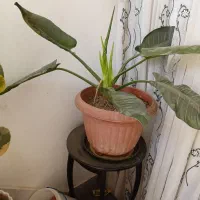 گل طبیعی