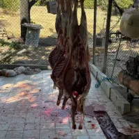 گوسفند گوساله زنده با قصاب ماهر درب منزل