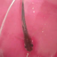 لطفاً توضیحات به خونید