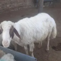بران قوچی