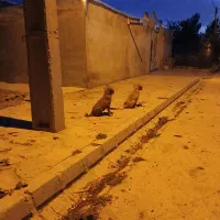 سگ ماده|سگ|سرپل ذهاب, |دیوار