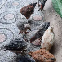 مرغ و خروس و جوجه محلی