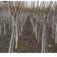 فروش ویژه نهال کبوده گردو بادام  میوه در نهالستان