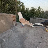 سلام پشتی زردکاکلی سبزواری پشتی سبزجلدحریف.
