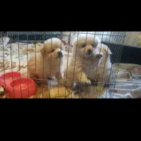 واگذاری توله اورجینال پامرانین