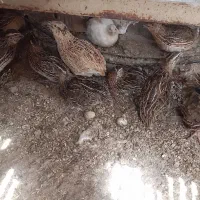 بلدرچین نر بالغ  ماده تخم گذار و گوشتی