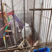 عروس هلندی