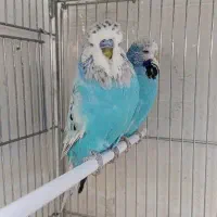 مرغ عشق انگلیسی گرید A مولد