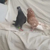 کفتر زرد سرور دوسفید مخمل