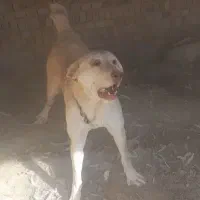 سگ. پژدر.توله.