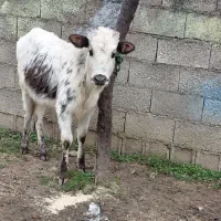 گاولیشه عروسک چالوسی