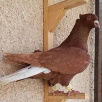 دم سفید