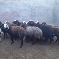 ۱۵تا میش و شیشک کله عروس گلچین شده