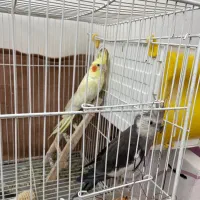 عروس هلندی