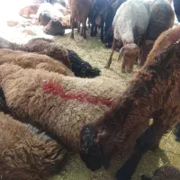 گوسفند زنده خونی