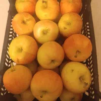 فروش سیب فرانسوی و آلو قرمز و آلو خرمایی