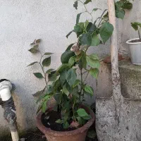 فروش گل کاغذی.
