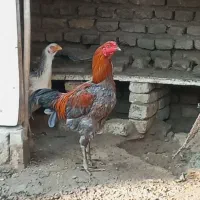 جوجه لاری  از نسل های خوب