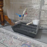 عروس هلندی گمشده