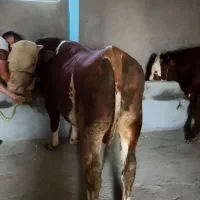 تعدادی گوساله جنس درجه یک شاروله بلژیکی و سیمینتال