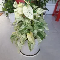 ( گیاه پوتوس ) پتوس مرمر قیم دار  و ریشه پرس