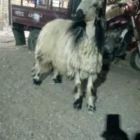 خرمشهر