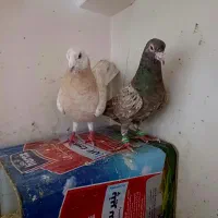 کبوتر سار . زرد .طوقی.