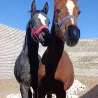 کره مادیان عرب کورسی