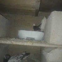 کبوتر|پرنده|بندرعباس, |دیوار