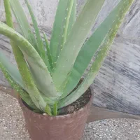 الورا آرایشی بهداشتی