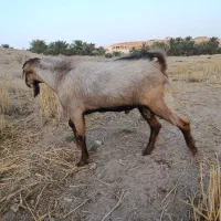 کهره نر