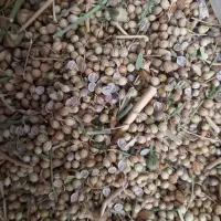 فروش گشنیز پرسی