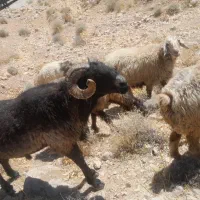 قوچ|حیوانات مزرعه|شیراز, جمال آباد|دیوار