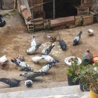 کبوتر پرشی فروشی