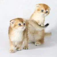 شهر گربه ی جقله اسکاتیش