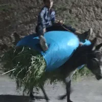 یک عدد خر بارکش آوست
