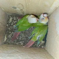 طوطی گرینچیک نرمخور آناناسی رد فکتور